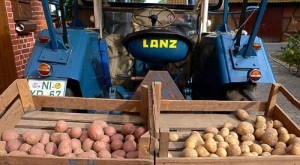 Lanz 24 - gezeigt mit unterschiedlichen Kartoffelsorten